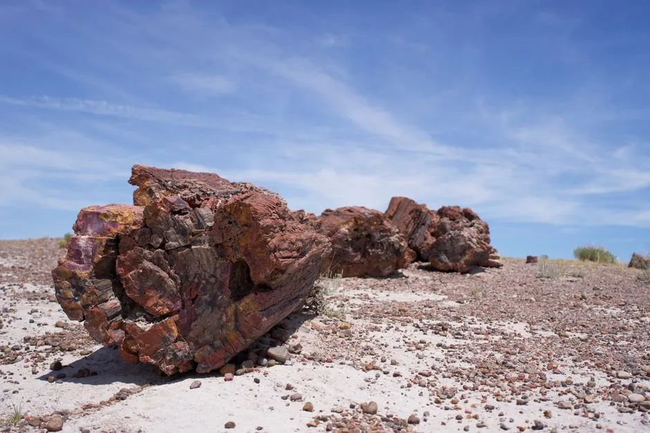 7. The &ldquo;broken logs&rdquo; were not cut &ndash; they snapped naturally (Image Credits: Pexels)
