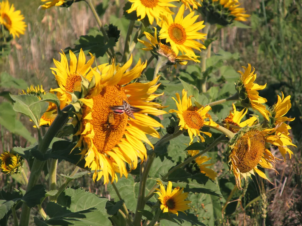 #27 - Sunflowers: The Birdseed Farm Disguised as a Hummingbird Plant (Image Credits: Flickr)
