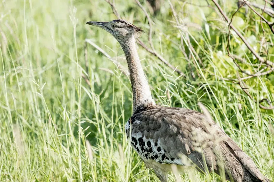 9. It Is Near Threatened and Facing a Growing Range of Pressures (Image Credits: Pexels)