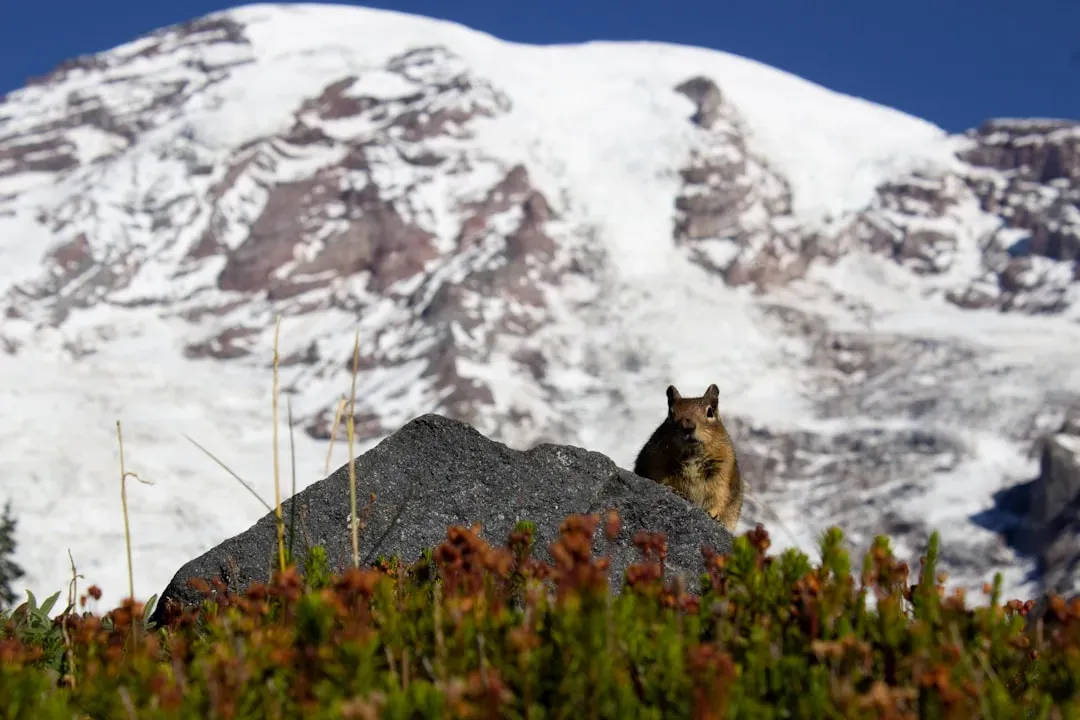 Washington: Pack Expansion Across the Cascades (Image Credits: Unsplash)