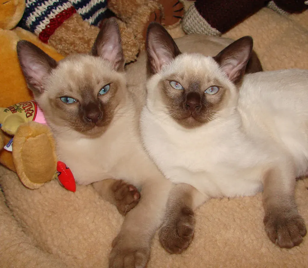 Tonkinese (Image Credits: Flickr)