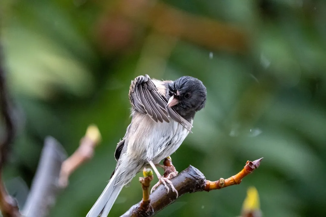 #16 - Preening Calmly in Your Presence (Image Credits: Unsplash)
