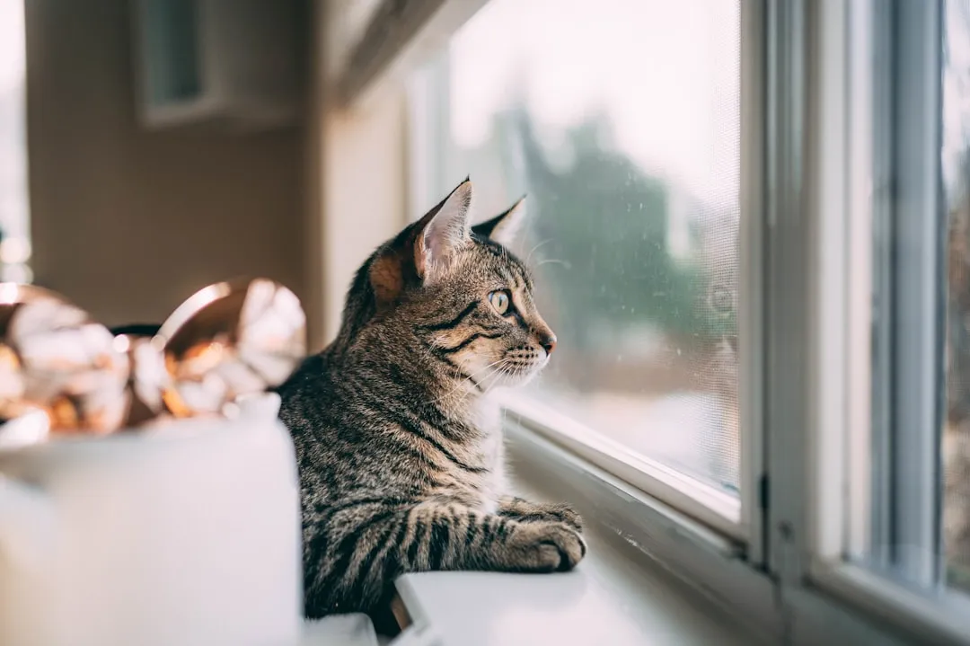 #8 - The Sudden, Intense Window Stakeouts (Image Credits: Unsplash)