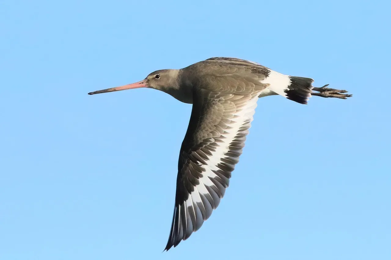 The Bar-tailed Godwit: The Ultimate Non-Stop Flyer (Image Credits: Pixabay)