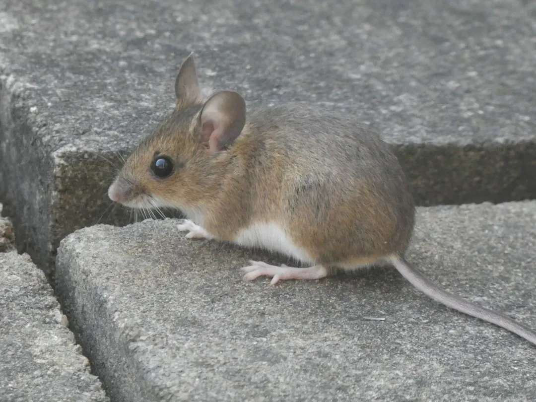 8. Mice (Image Credits: Unsplash)