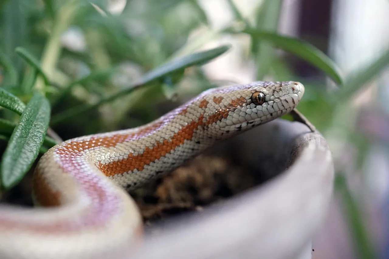 #7 - Snakes That Seem To Miss Their Handlers (Image Credits: Pixabay)