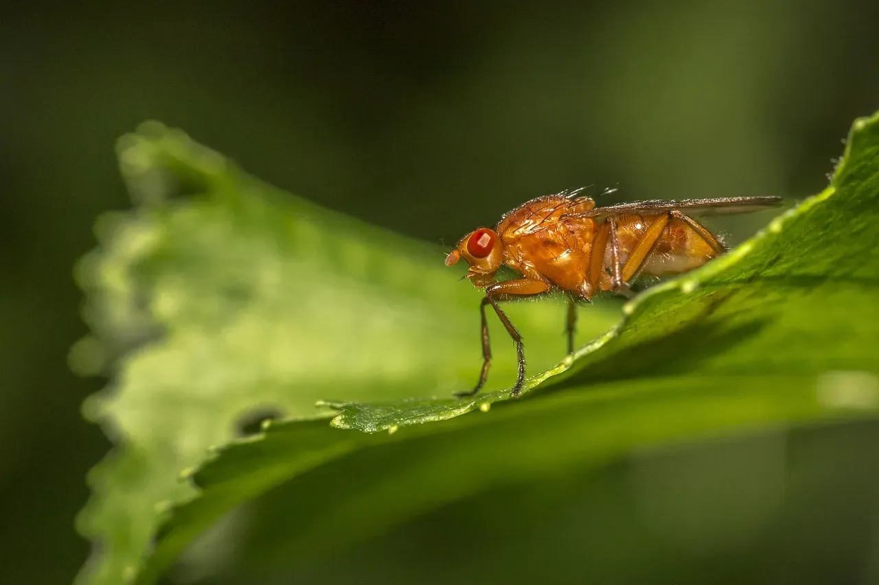 Use Vinegar as a Natural Repellent and Trap (Image Credits: Pixabay)