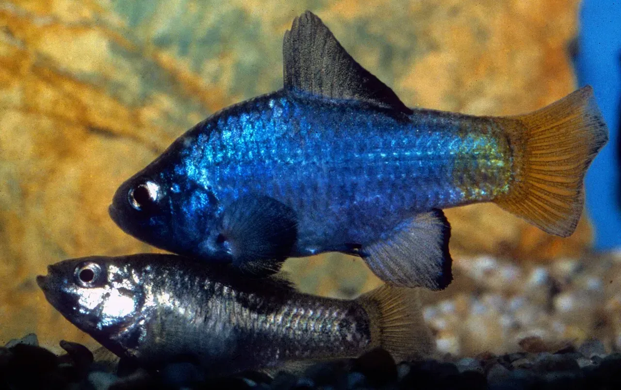 The Speckled Pupfish: Holding On in Reeves County (Image Credits: Speckled Pupfish: Wikimedia Commons)
