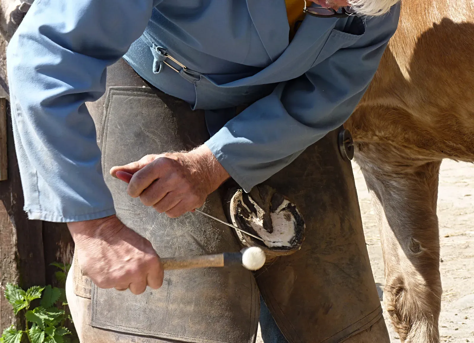 #14 - Neglecting a Strict Farrier Schedule (By Jamain, CC BY-SA 4.0)