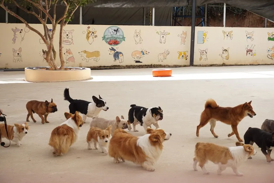 #4 - Doggy Daycare Isn't Just for Working Parents (Image Credits: Pexels)