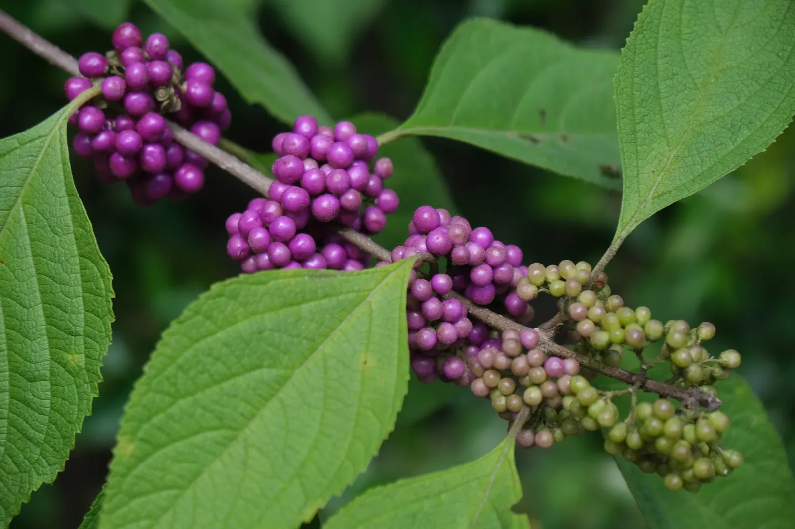 6. American Beautyberry (Callicarpa americana) - The Showstopper (By Alex Abair, CC BY 4.0)