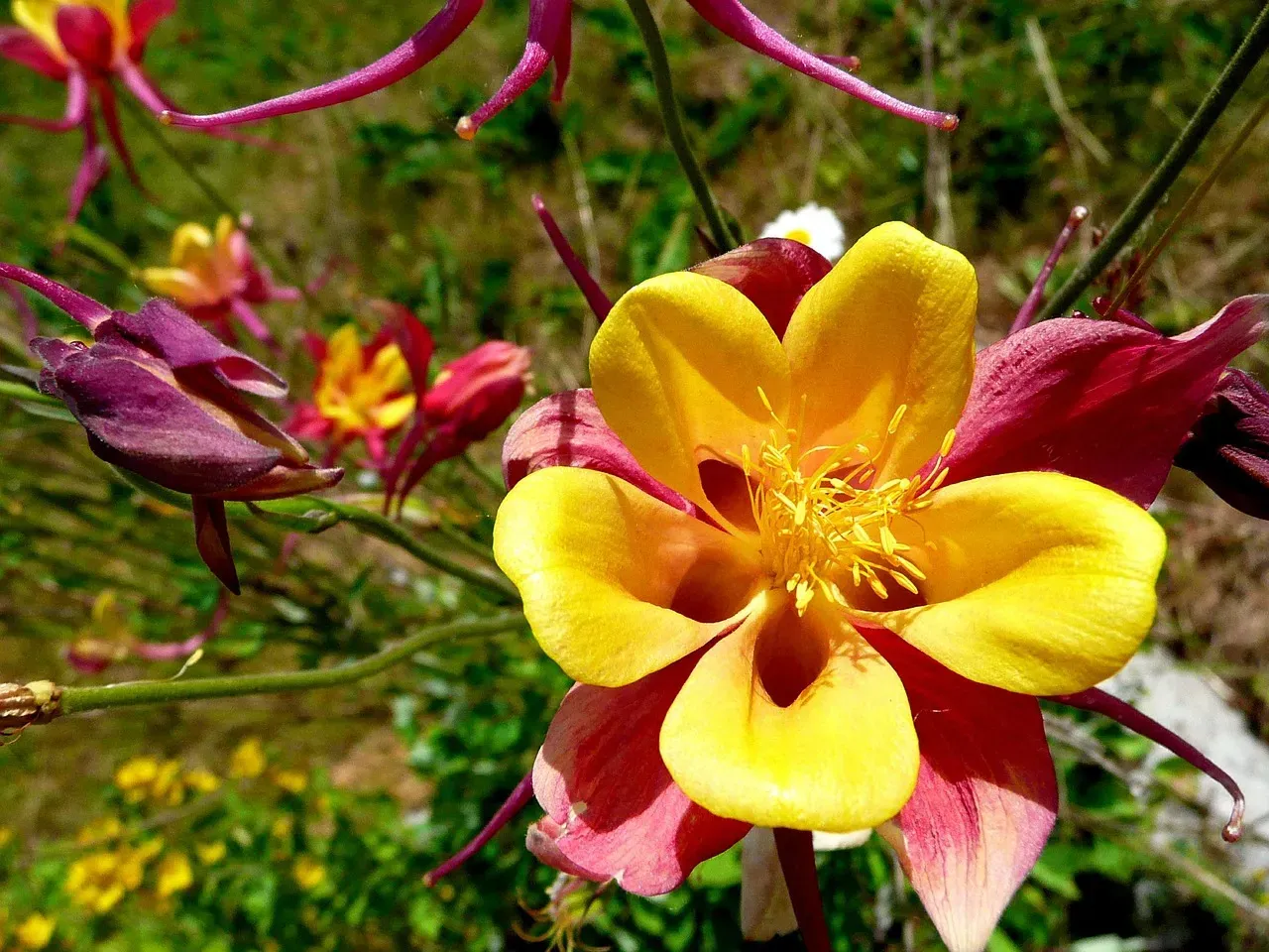 Wild Columbine: The Delicate Showstopper (Image Credits: Pixabay)