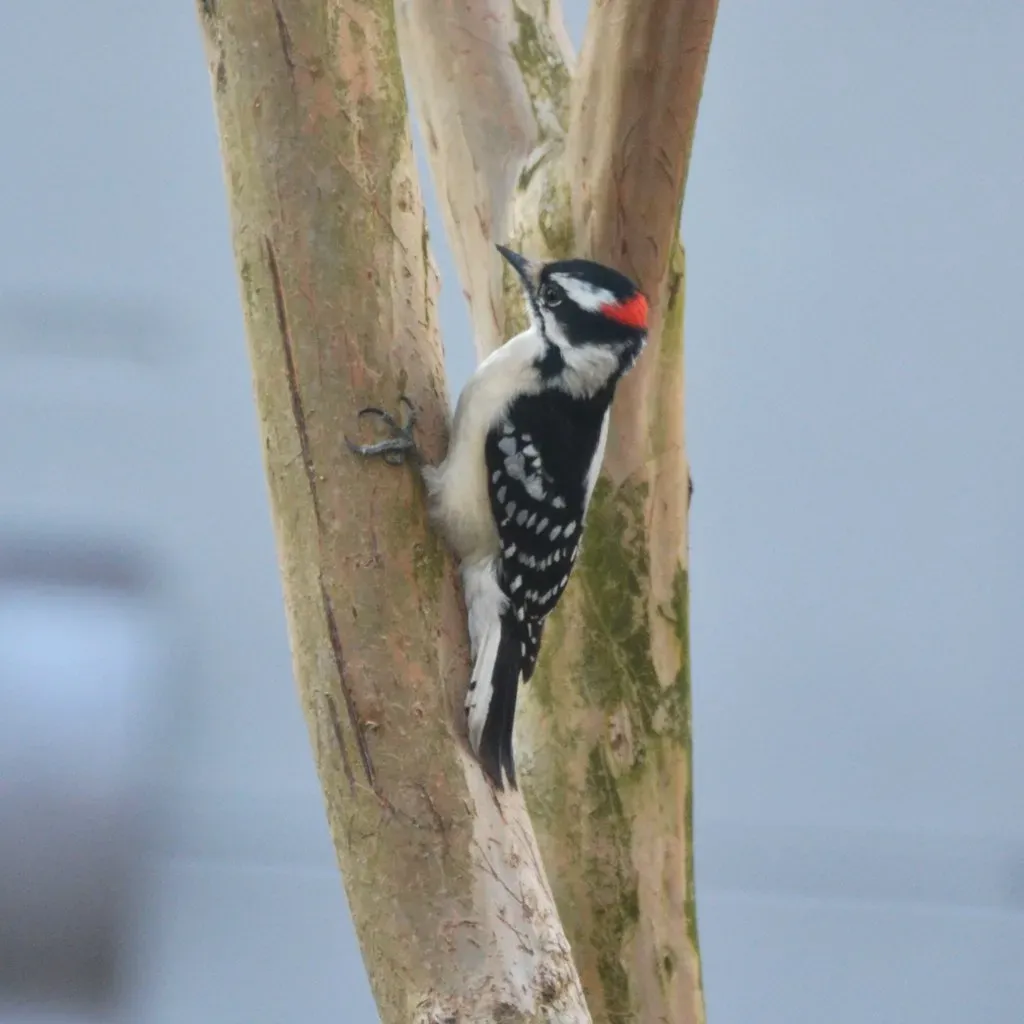 5. Downy Woodpecker: The Tree Doctor (Tobyotter, Flickr, CC BY 2.0)