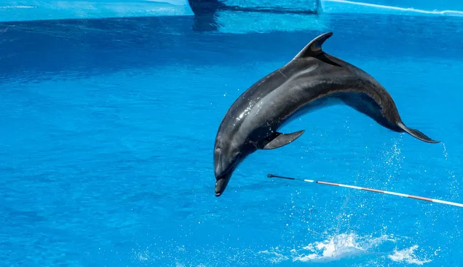 1. Winter the Dolphin - The Tail That Changed Prosthetics Forever (Image Credits: Pexels)
