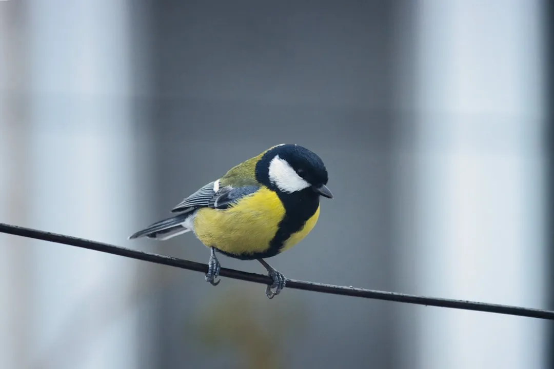 #5 - Great Tit and Chickadee Cousins: Backyard Regulars Moving Up the Schedule (Image Credits: Unsplash)