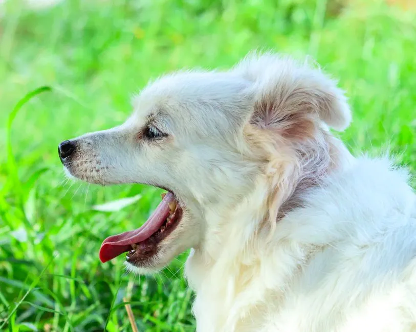 #12 - Coughing, Slowing on Walks, or "Getting Winded" (Image Credits: Pexels)