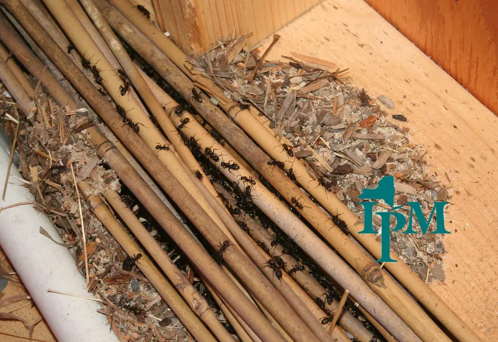 Carpenter Ants: The Misunderstood Destroyers (Image Credits: Flickr)