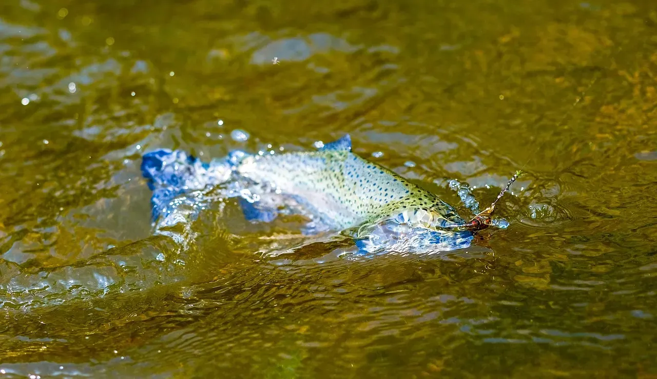 Aquarius: The Independent Trout (Image Credits: Pixabay)