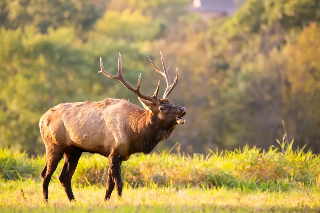Environmental Factors and Forage Availability (Image Credits: Unsplash)