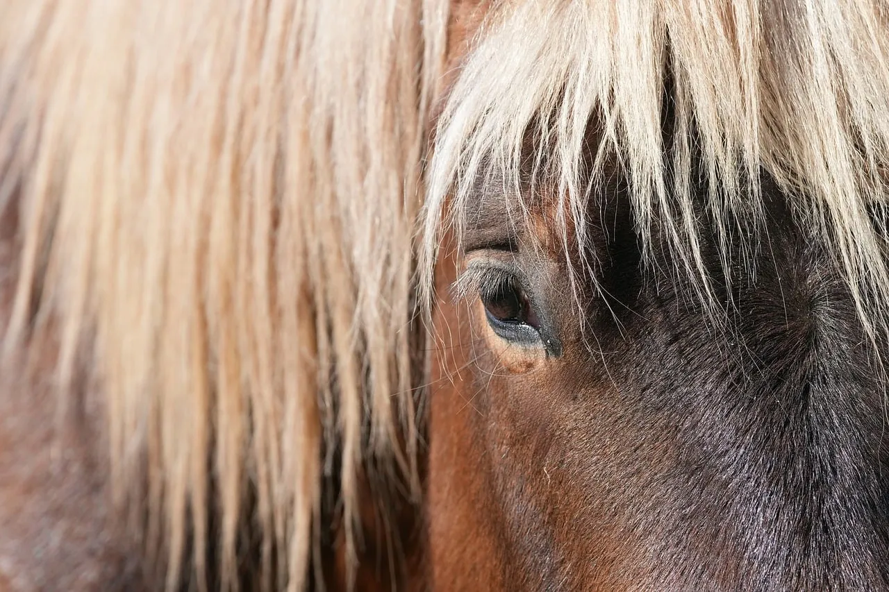 #2 - Its Eyes Go Soft the Second You Approach (Image Credits: Pixabay)