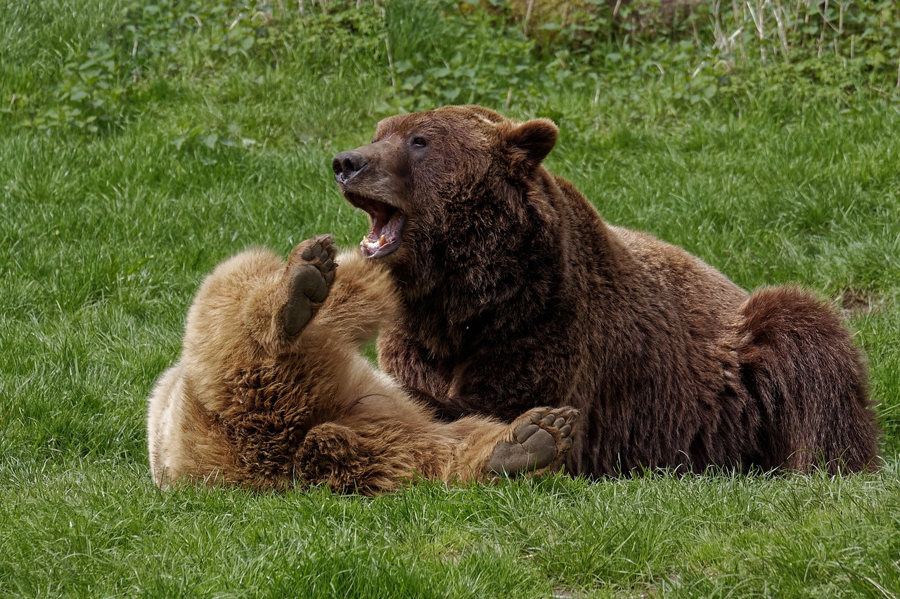 What NOT to Do During Wildlife Encounters (Image Credits: Pixabay)