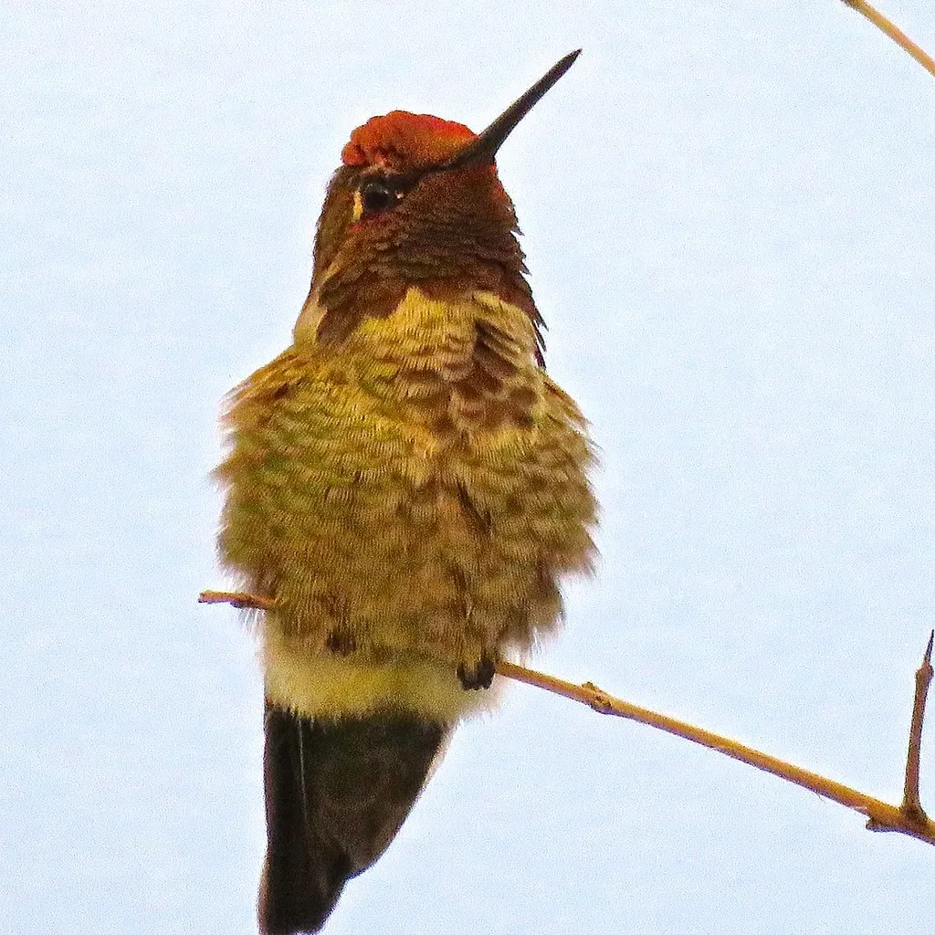 #5 - They Sit Still on High, Bare Branches for Minutes (Chic Bee, Flickr, CC BY 2.0)