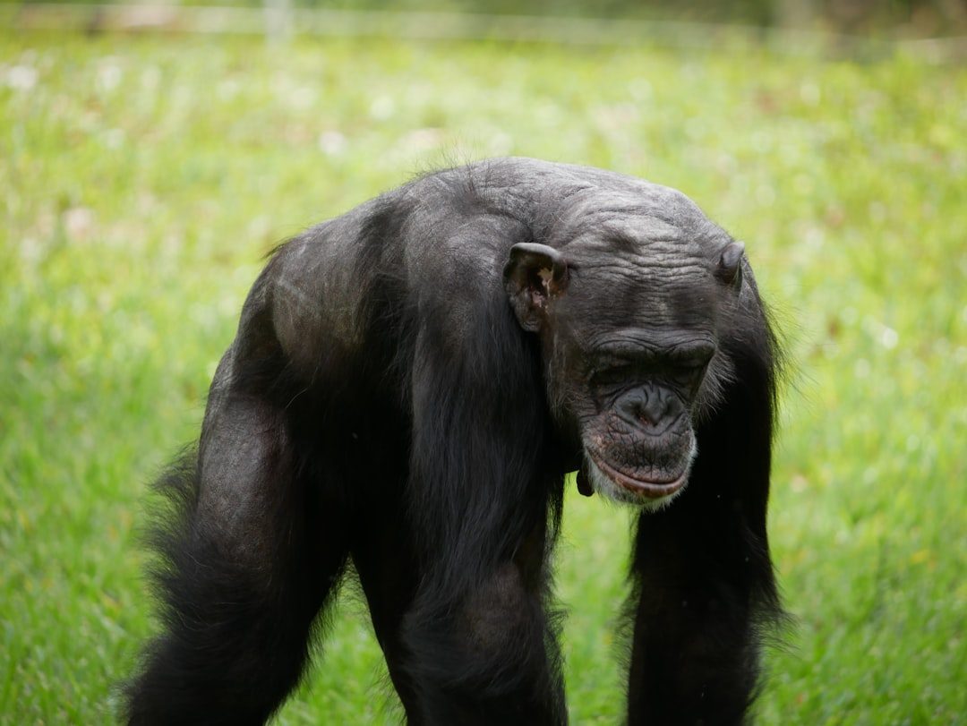 Aries: The Alpha Chimpanzee (Image Credits: Unsplash)