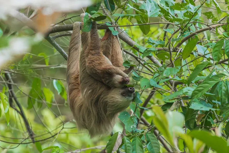 #9 - Sloths Can Out-Hold Their Breath Against Dolphins (Image Credits: Pexels)