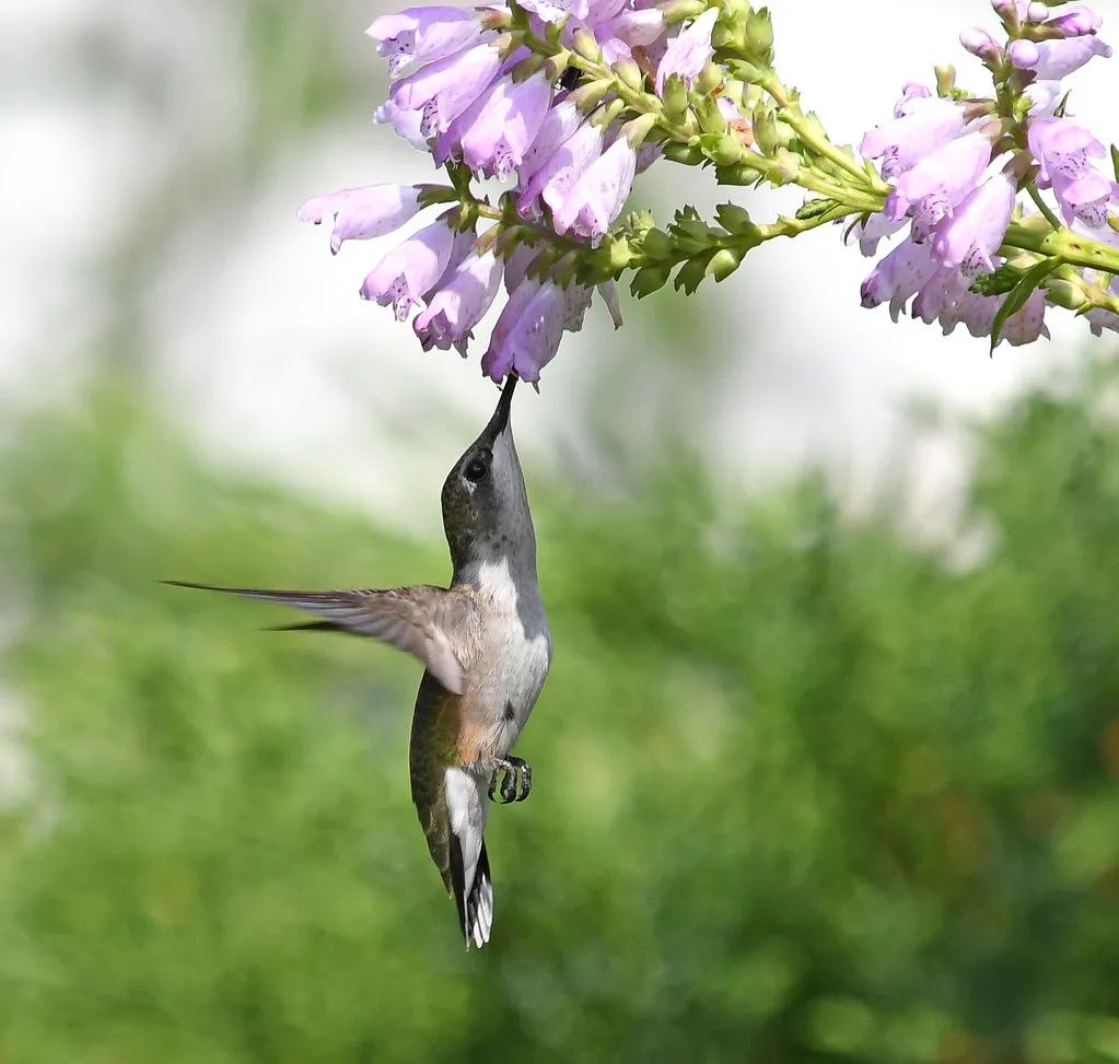 #10 - How They Quietly Test New Flowers for "Worth It" Status (Image Credits: Flickr)