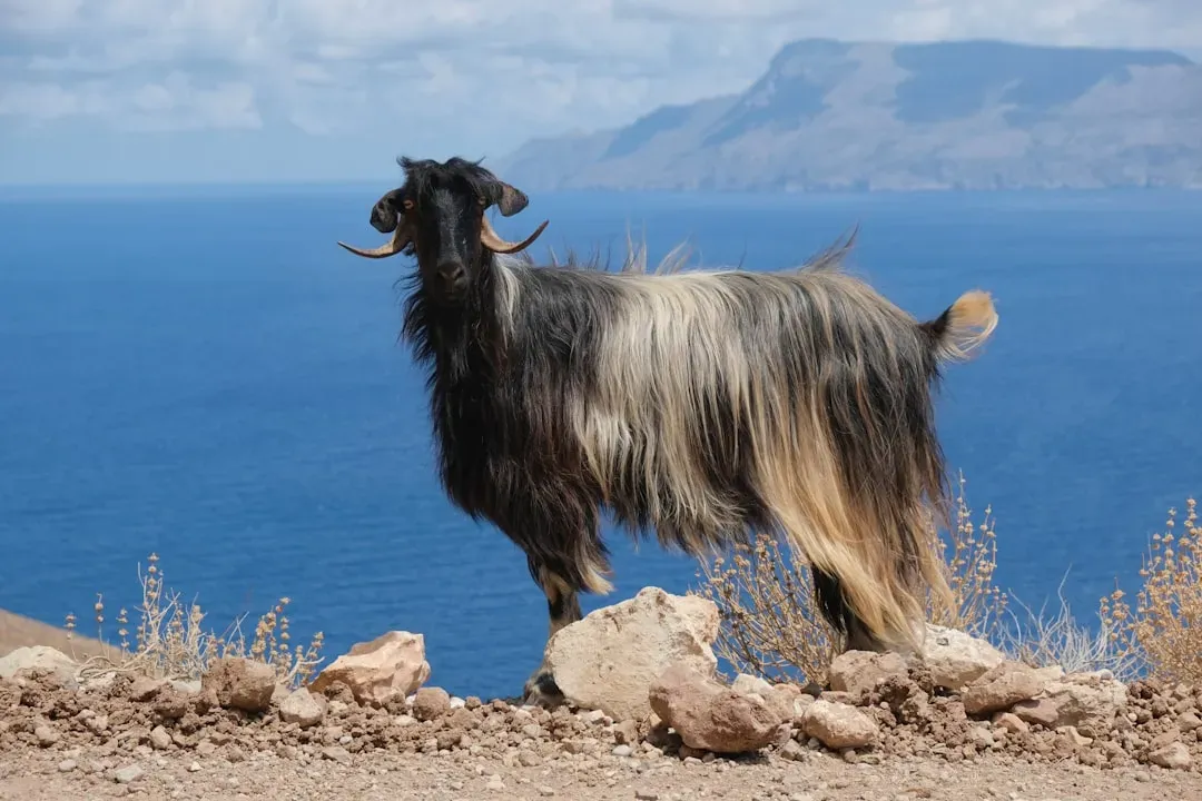 Capricorn: The Sea-Goat's Mountain of Success (Image Credits: Unsplash)