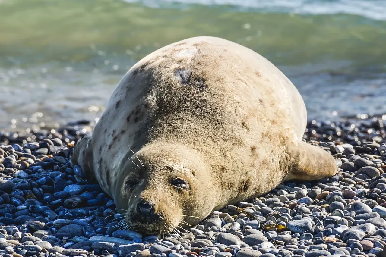 2. Elephant Seals: Fasting Moms in Freezing Breeding Grounds (Image Credits: Pixabay)