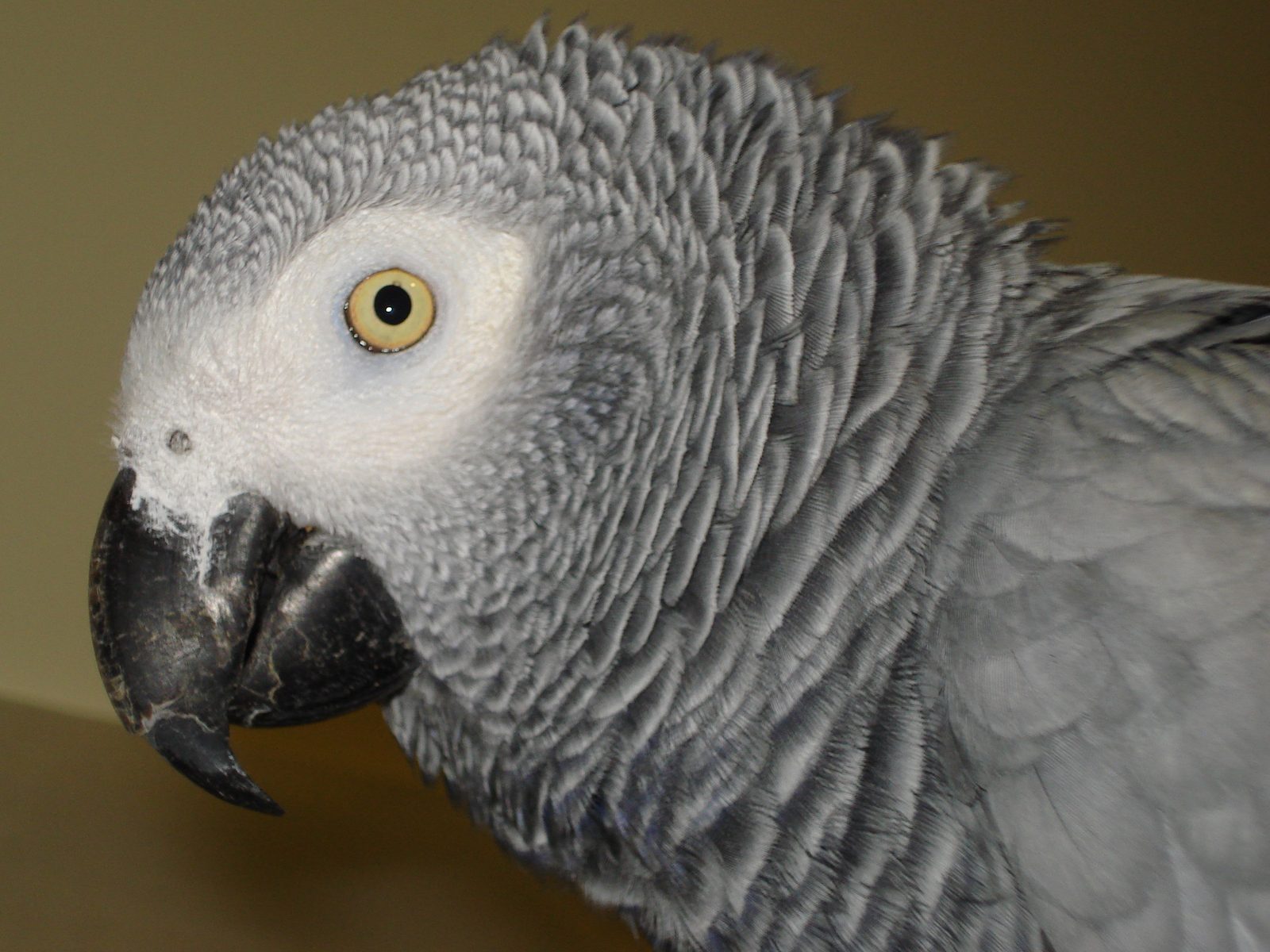 African Grey Parrot (Image Credits: Wikimedia)