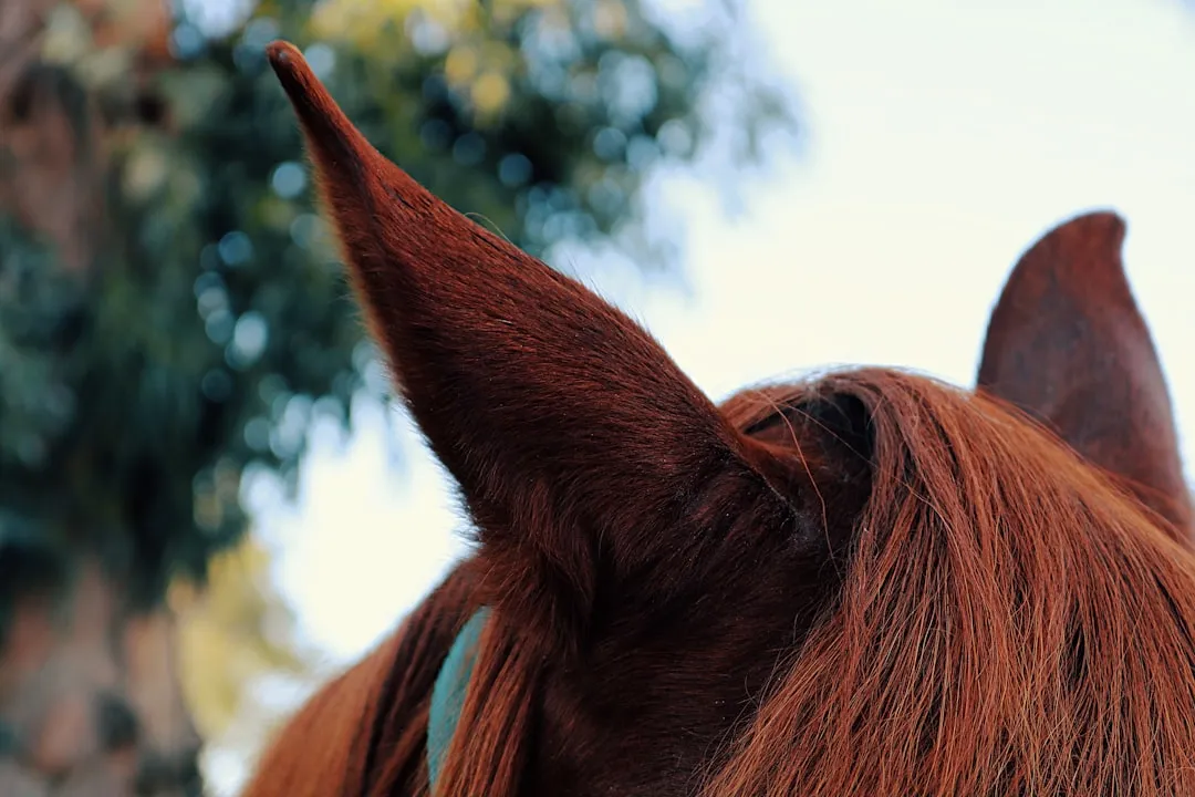 #13 - It Tracks You With One Ear, Even While "Ignoring" You (Image Credits: Unsplash)