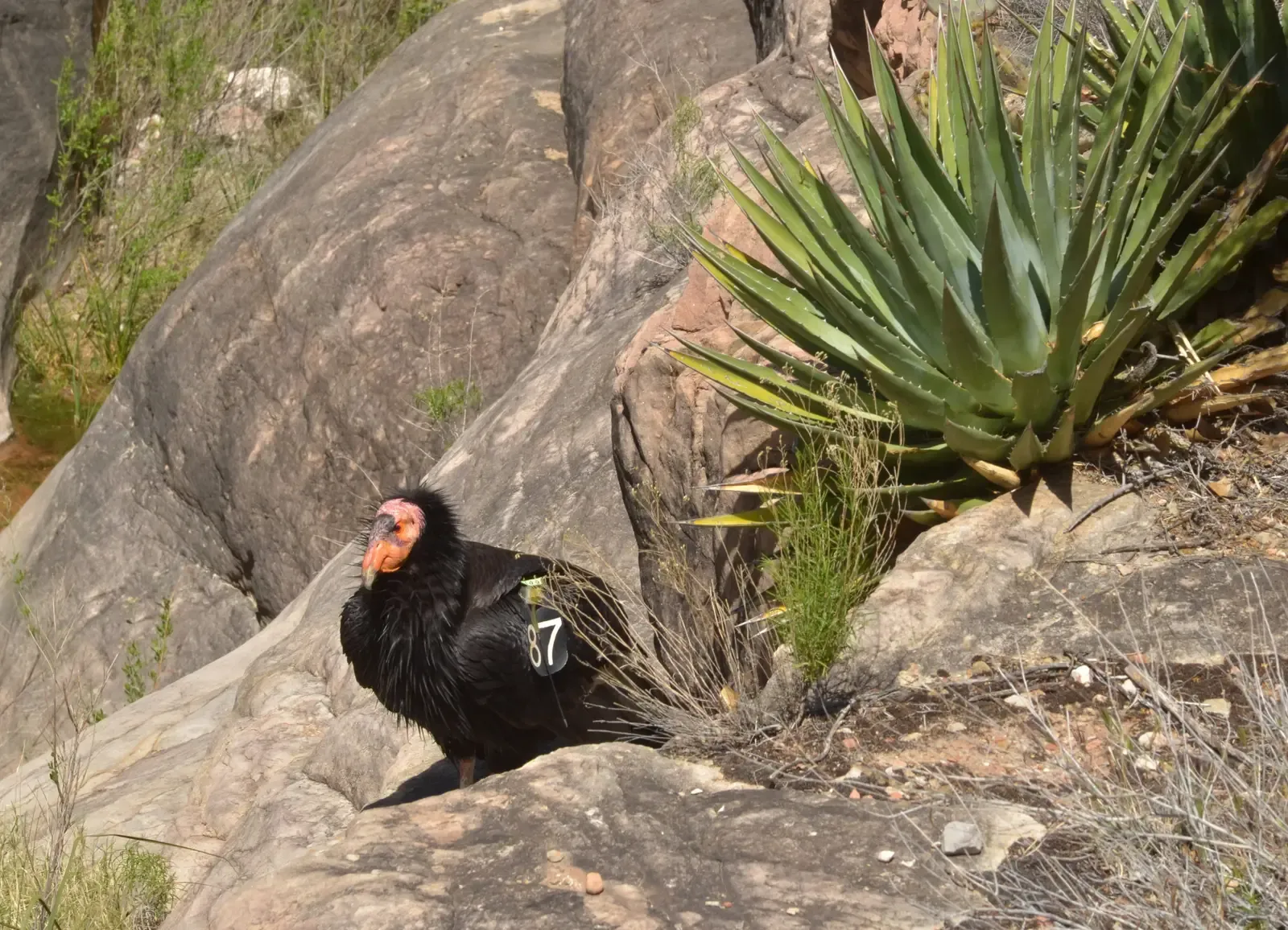 Reintroducing Condors to the Wild: A High-Risk, High-Reward Gamble (Image Credits: Wikimedia)