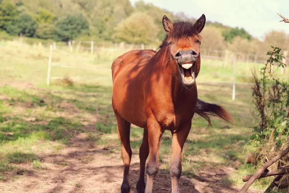 #6  Yawning During Saddling Gets Overlooked as Boredom (Image Credits: Pexels)