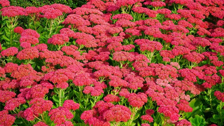 #26 - Sedum: Stonecrop Varieties That Bloom When Everything Else Wilts (Image Credits: Pexels)