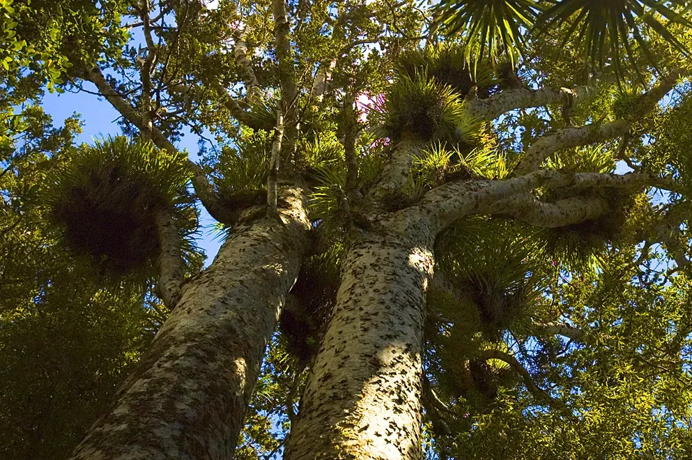 Waipoua Forest: Home to New Zealand's Forest Lords (Image Credits: Wikimedia)