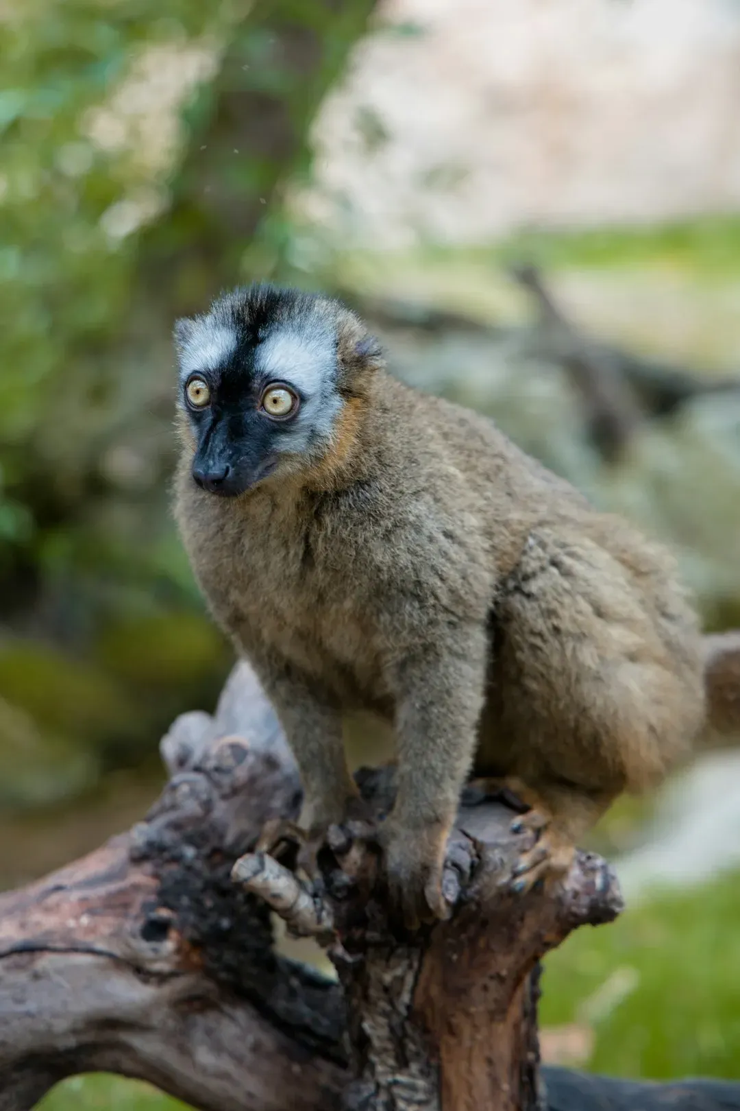 Blue-Eyed Black Lemur (Image Credits: Unsplash)