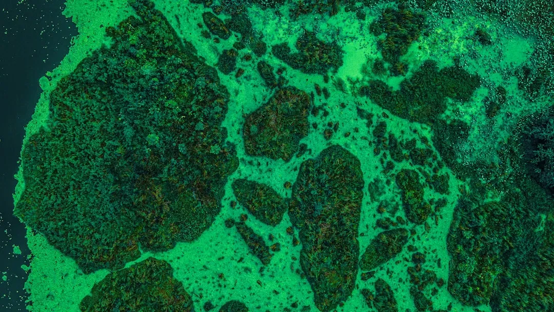 #5. Blue-Green Algae - The Invisible Killer in Backyard Ponds (Image Credits: Unsplash)