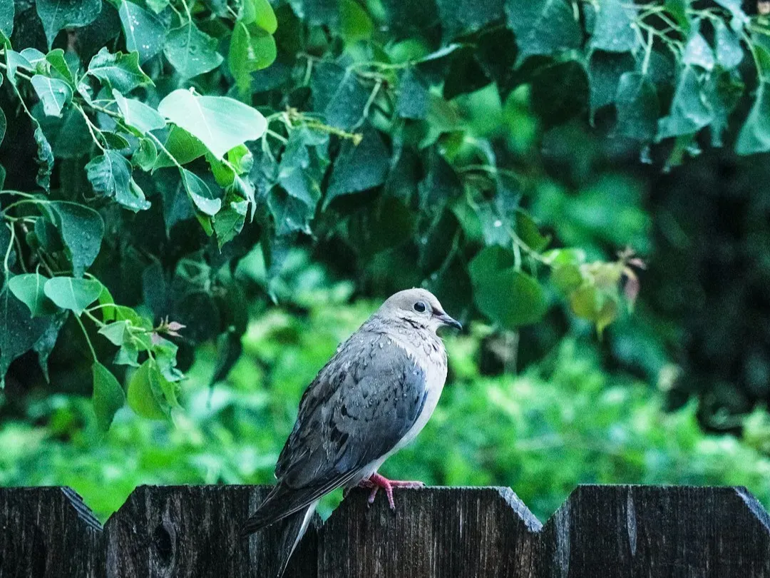 7. Make Your Yard Safer from Hidden Dangers (Image Credits: Unsplash)