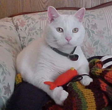 #15 - Deaf Cats Get Written Off as Untrainable (lincoln-log, Flickr, CC BY 2.0)