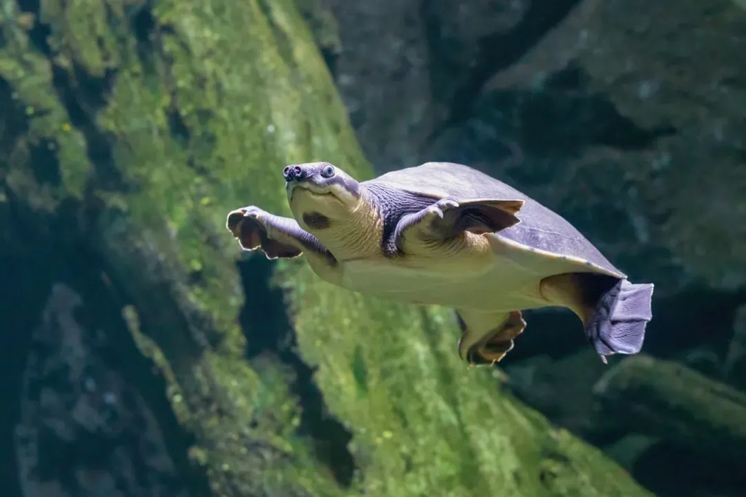 Pig-Nosed Turtle: The Freshwater Oddball (Image Credits: Unsplash)
