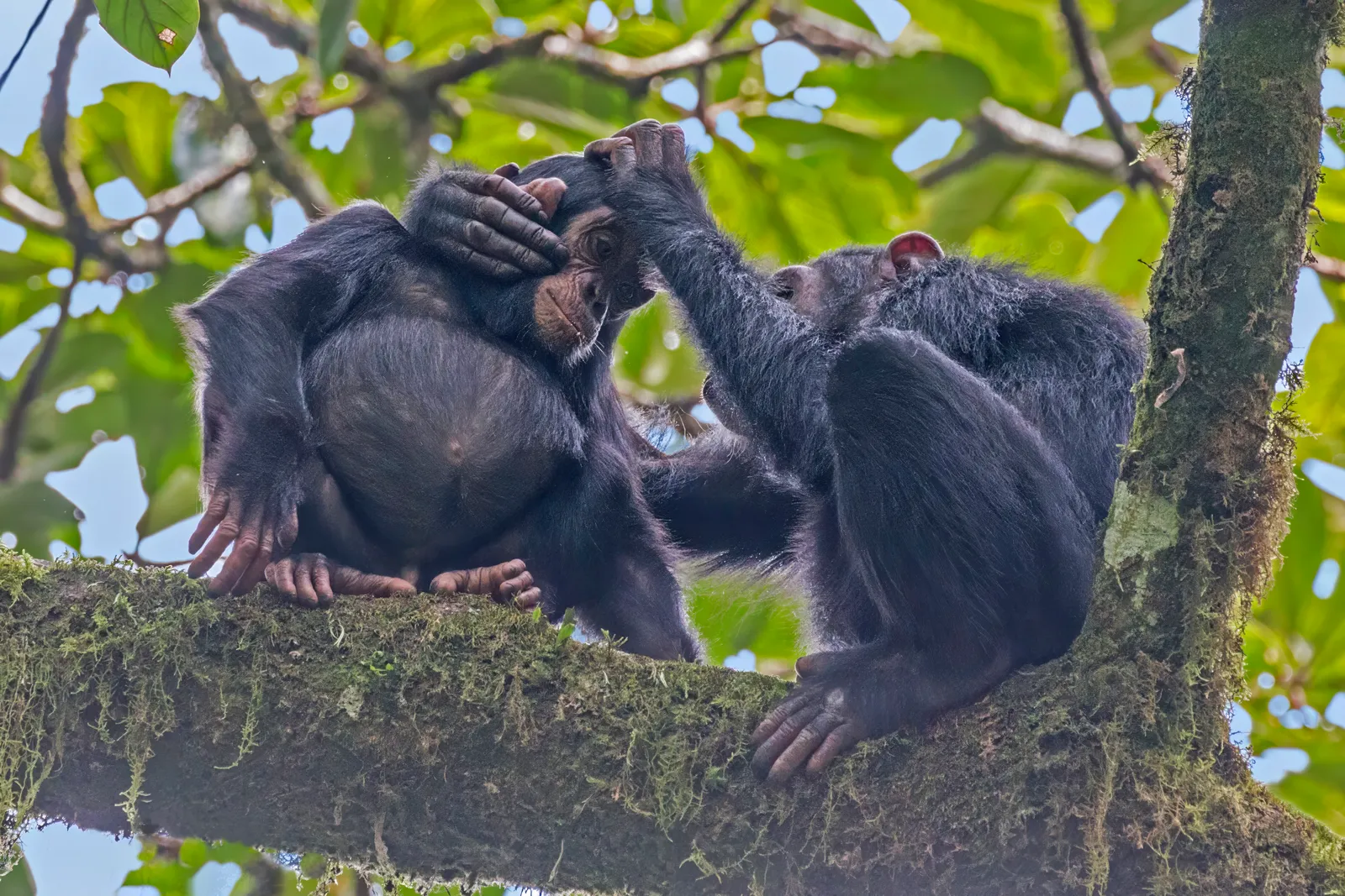 #1 Grooming Eats Up an Enormous Share of the Chimpanzee Day (Own work, from Sharp Photography, sharpphotography.co.uk, CC BY-SA 4.0)