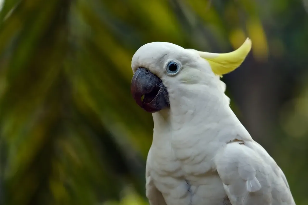 4. Cockatoos: The Emotional Companions That Bond for Life (Image Credits: Pixabay)