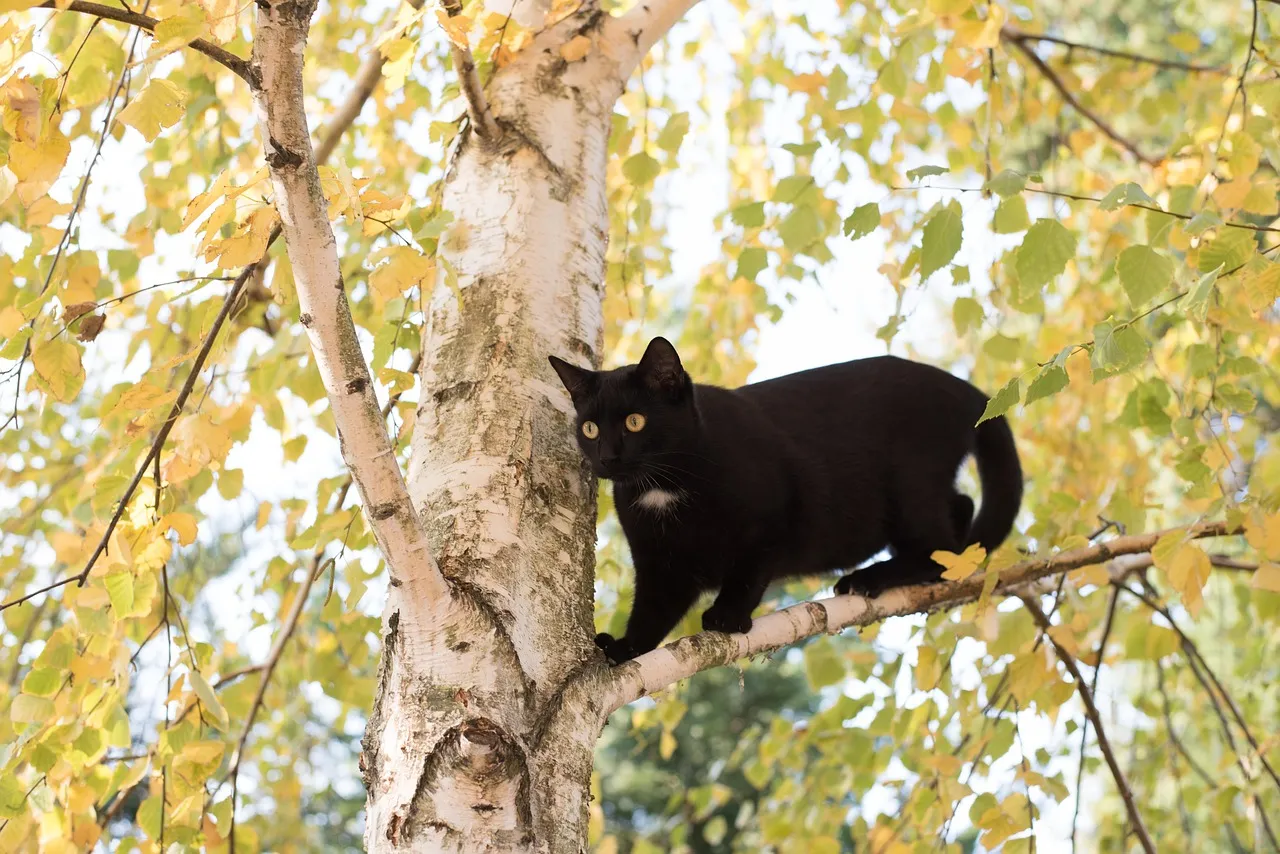 7. Climbing and Vertical Territory Change Everything (Image Credits: Pixabay)
