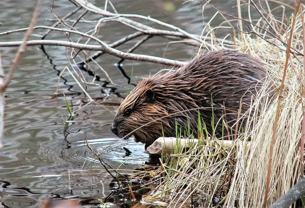 Beaver Ponds As Life-Saving Water Banks In A Warming World (irio.jyske, Flickr, CC BY 2.0)