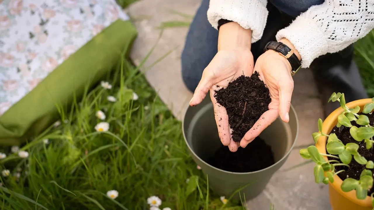 Creating the Perfect Environment for Longevity (Image Credits: Pixabay)