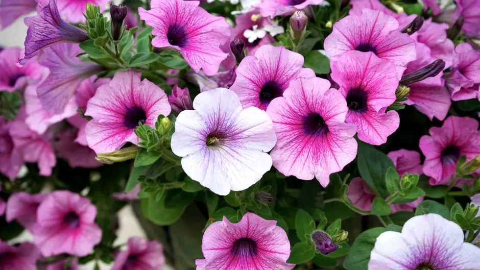 #12 &ndash; Petunia: The Trailing Favorite That Fills Vertical Space (Image Credits: Pexels)
