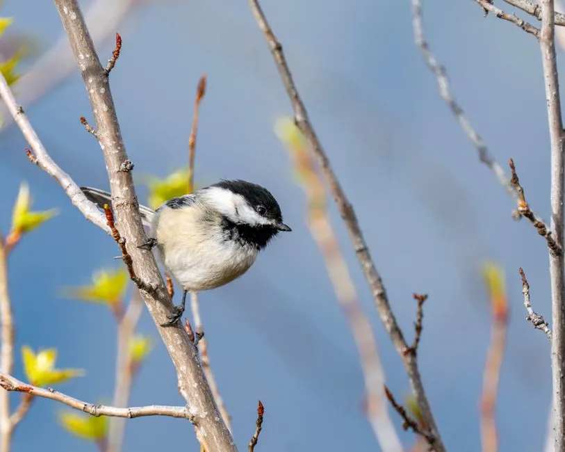 How Other Birds Eavesdrop on Chickadee Warnings (Image Credits: Pexels)