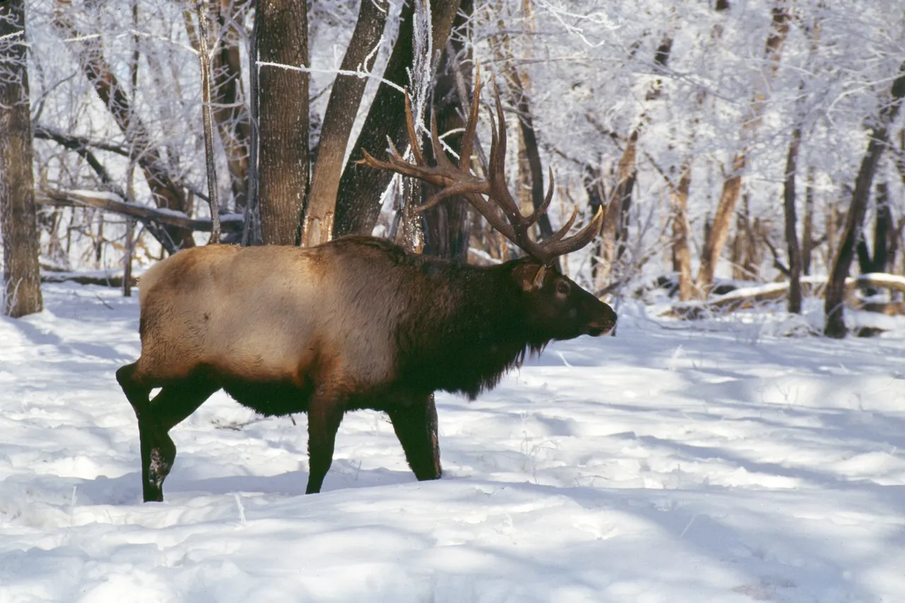 Seasonal Shifts and Mating Rituals (Image Credits: Pixabay)